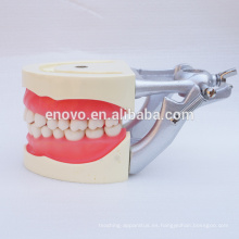 Modelo de enseñanza dental de encías blandas para preparación de los dientes 13010